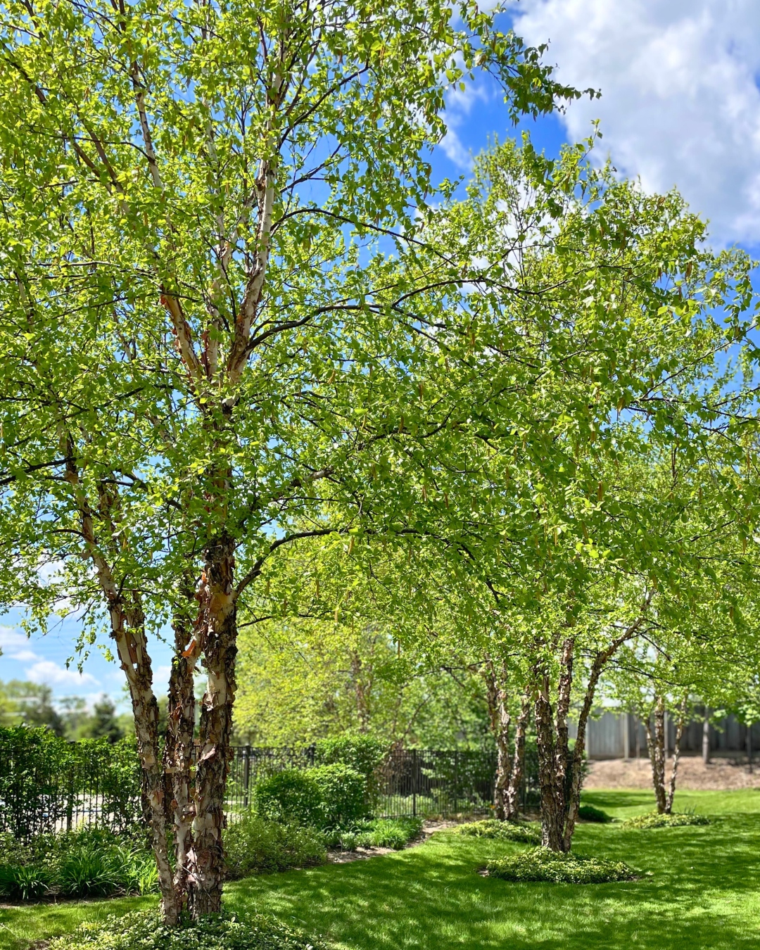 A group of Heritage River Birch planting in a naturalized area near a condo association.